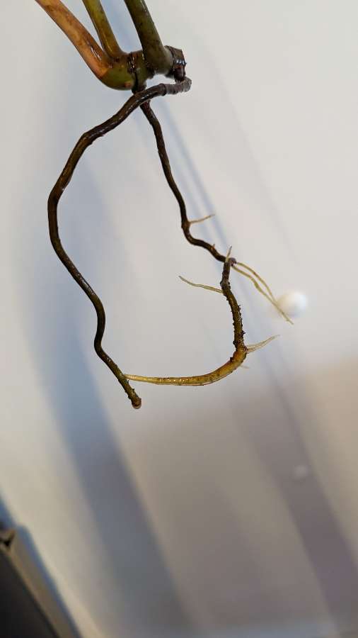Philodendron billietiae 4