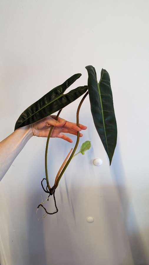 Philodendron billietiae 2