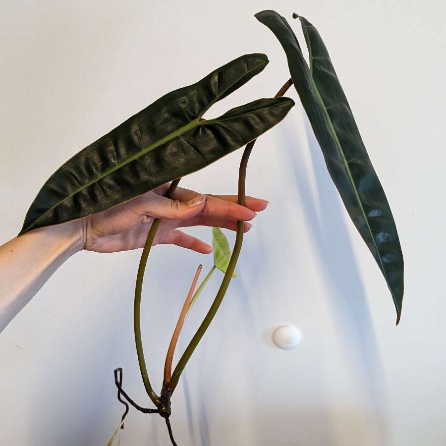 Philodendron billietiae