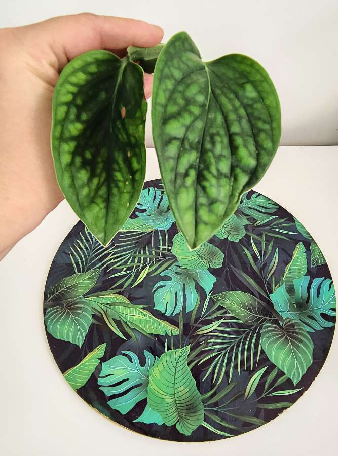 Monstera kreastanianium 2