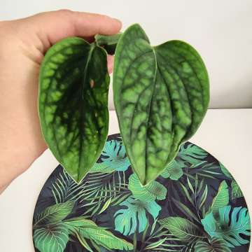 Monstera kreastanianium