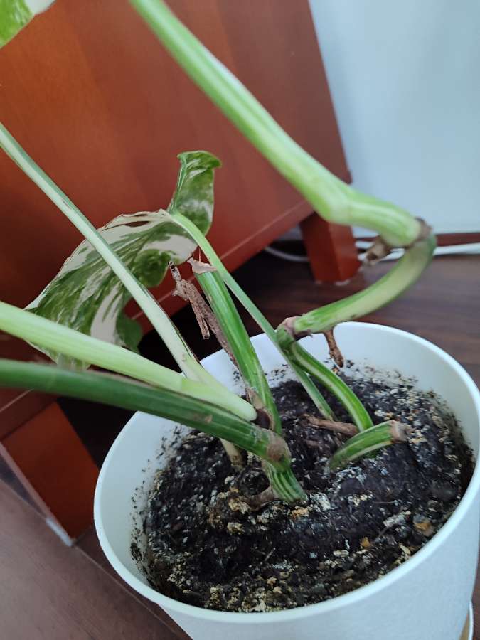 Monstera deliciosa variegata 5