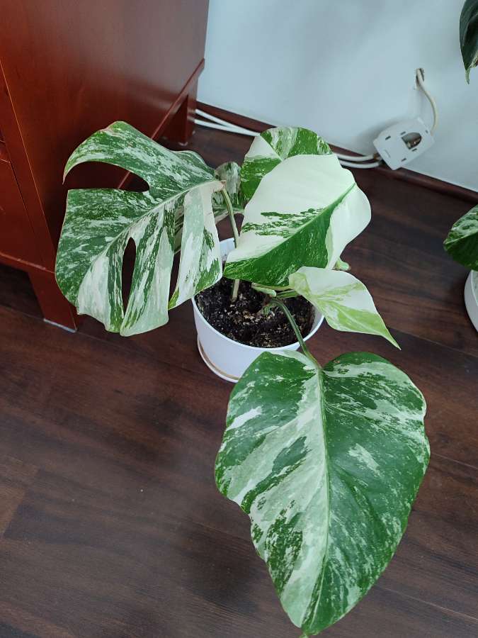 Monstera deliciosa variegata 2