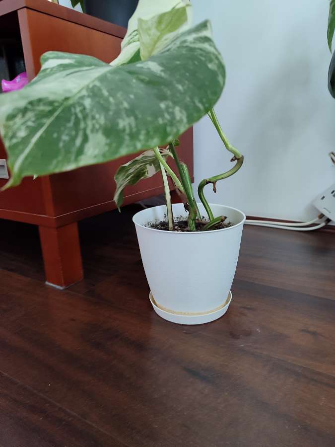 Monstera deliciosa variegata 4