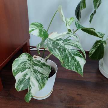Monstera deliciosa variegata