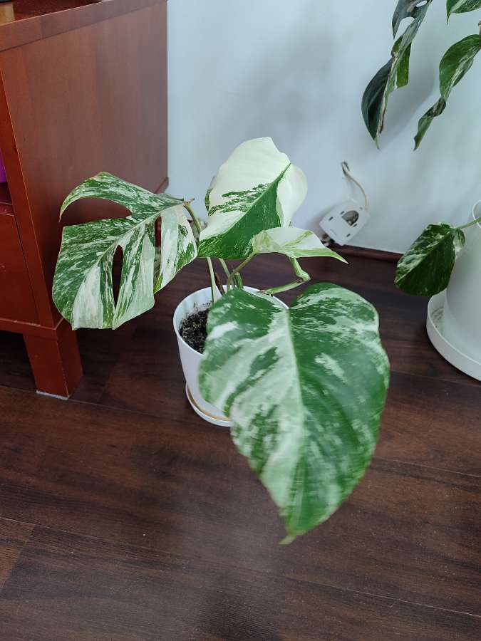 Monstera deliciosa variegata 3