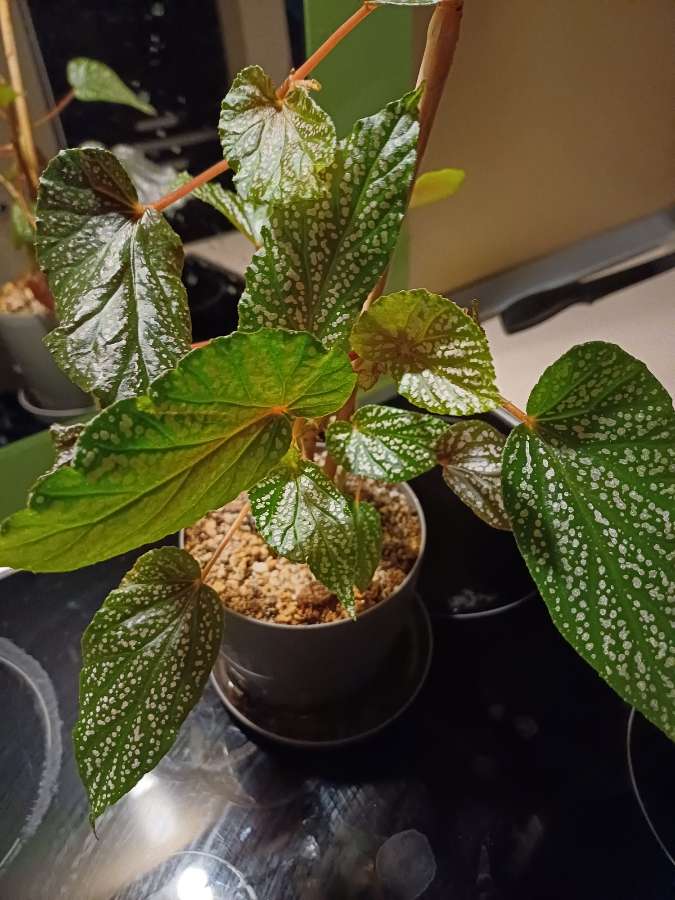 Begonia Pink dots 4