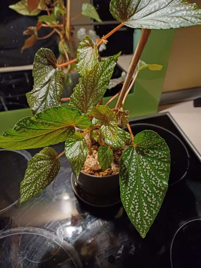 Begonia Pink dots 3