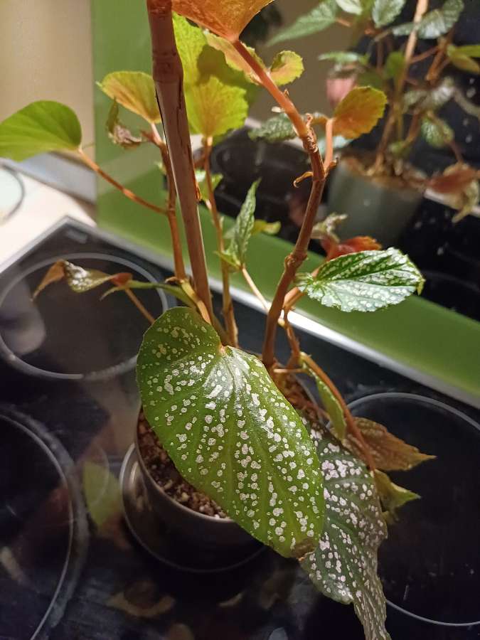 Begonia Pink dots 2