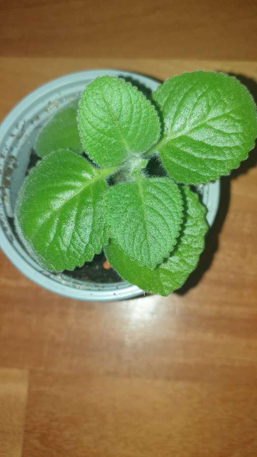 Mięta meksykańska/ oregano kubańskie, jadalne 2
