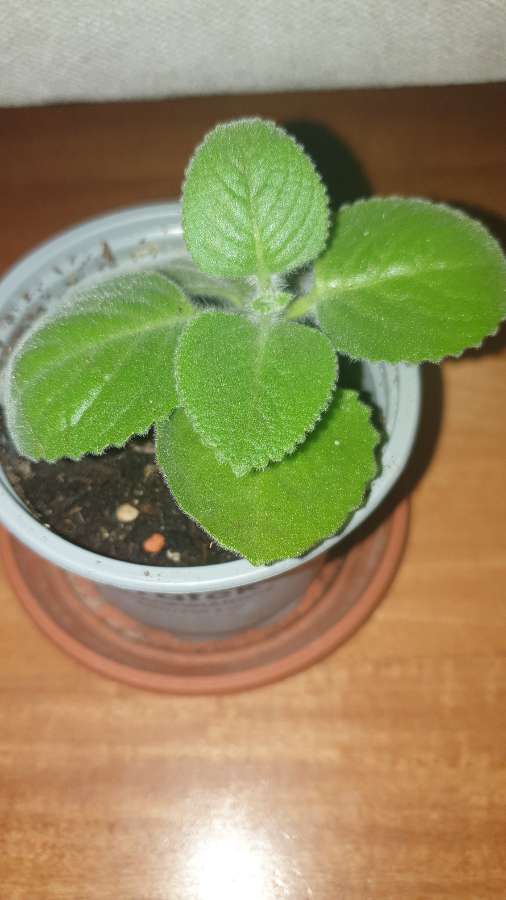 Mięta meksykańska/ oregano kubańskie, jadalne 3