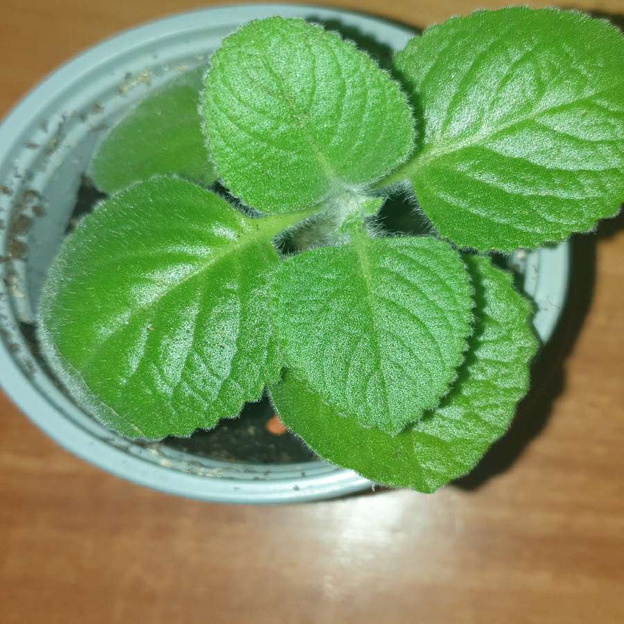Mięta meksykańska/ oregano kubańskie, jadalne