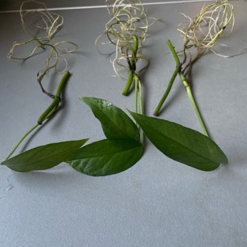 Epipremnum pinnatum ‚Blue Form’ sadzonka pędowa