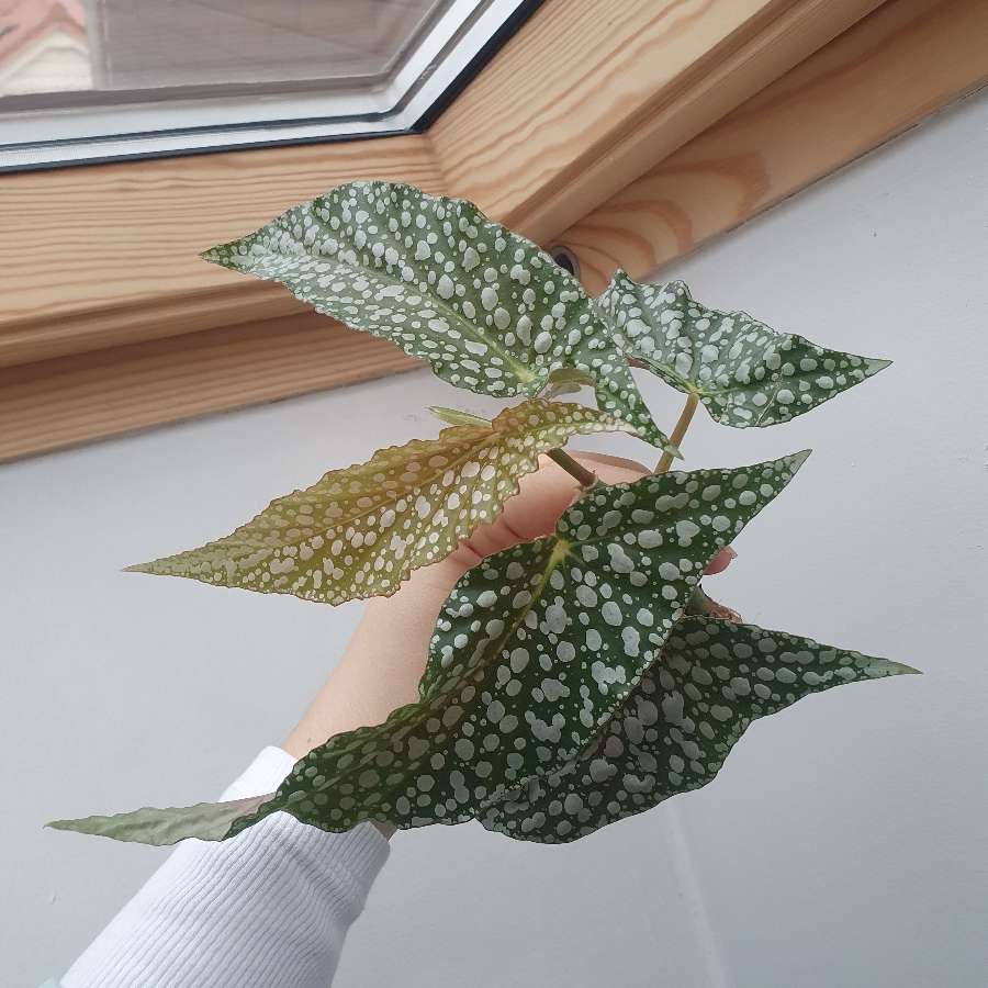 Begonia White Ice