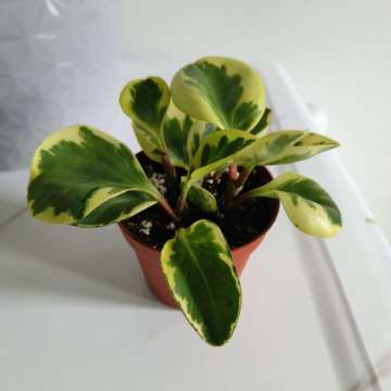 Peperomia variegata