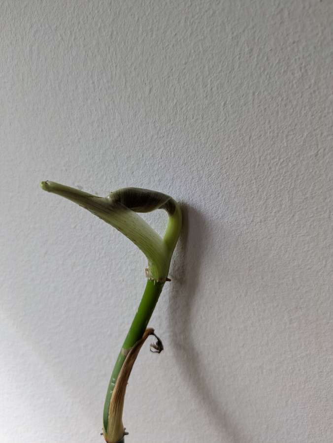 Philodendron melanochrysum 2