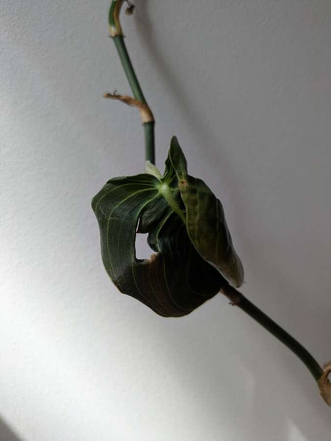 Philodendron melanochrysum 3