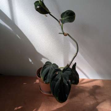 Philodendron melanochrysum