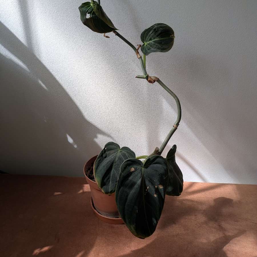 Philodendron melanochrysum
