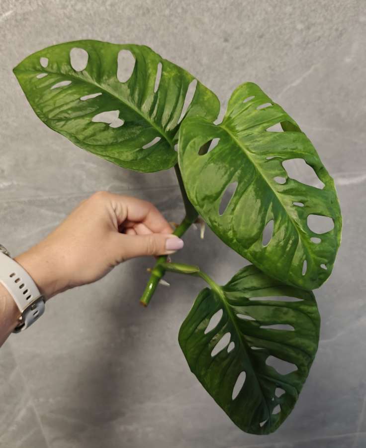 Monstera Monkey Mask Adansonii 4