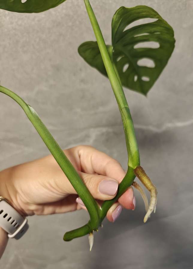 Monstera Monkey Mask Adansonii 5