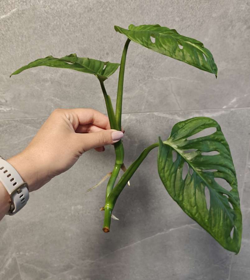 Monstera Monkey Mask Adansonii 3