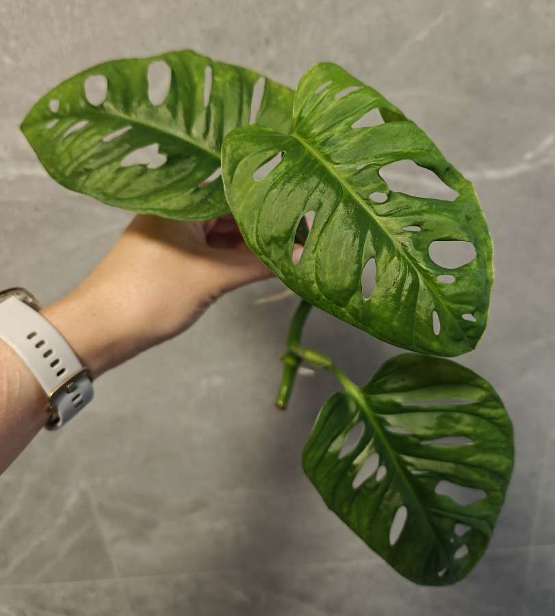 Monstera Monkey Mask Adansonii 2