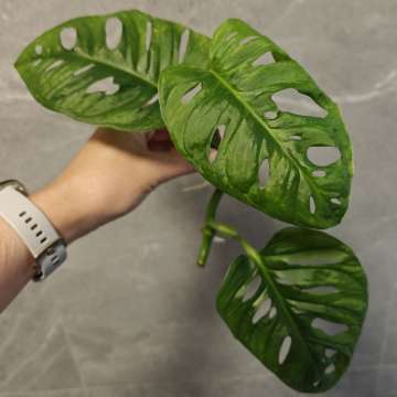 Monstera Monkey Mask Adansonii