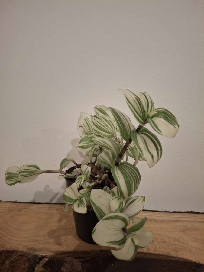 Trzykrotka albiflora 4