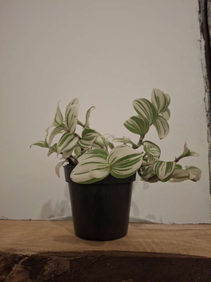 Trzykrotka albiflora 2