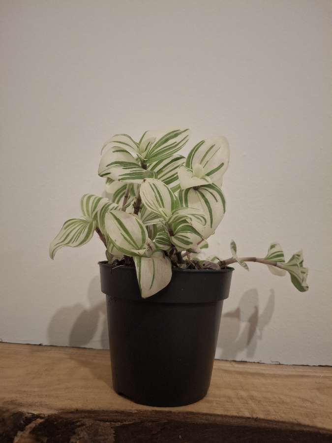 Trzykrotka albiflora 3