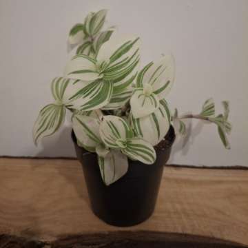 Trzykrotka albiflora