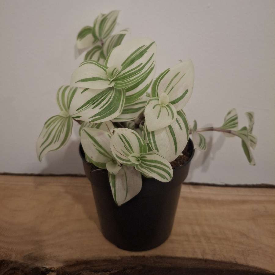 Trzykrotka albiflora