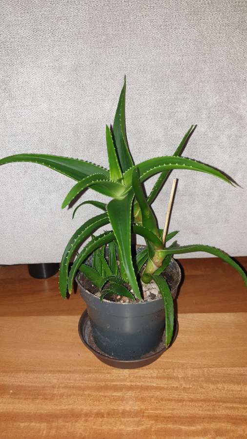 Aloes zielony 30cm 3