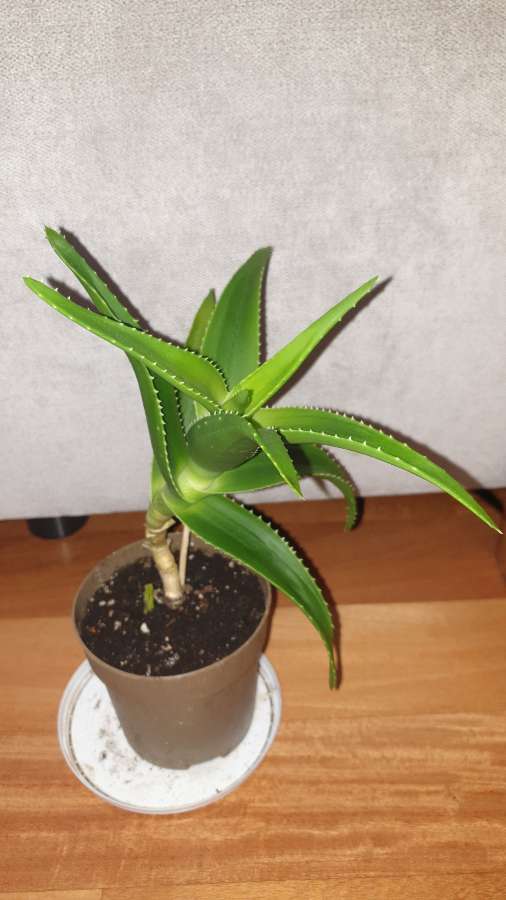 Aloes zielony, wysokość 31cm 3
