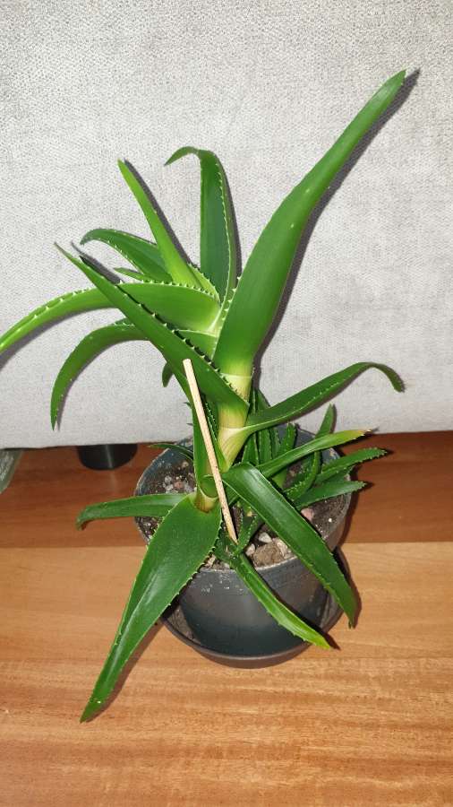 Aloes zielony 30cm 2