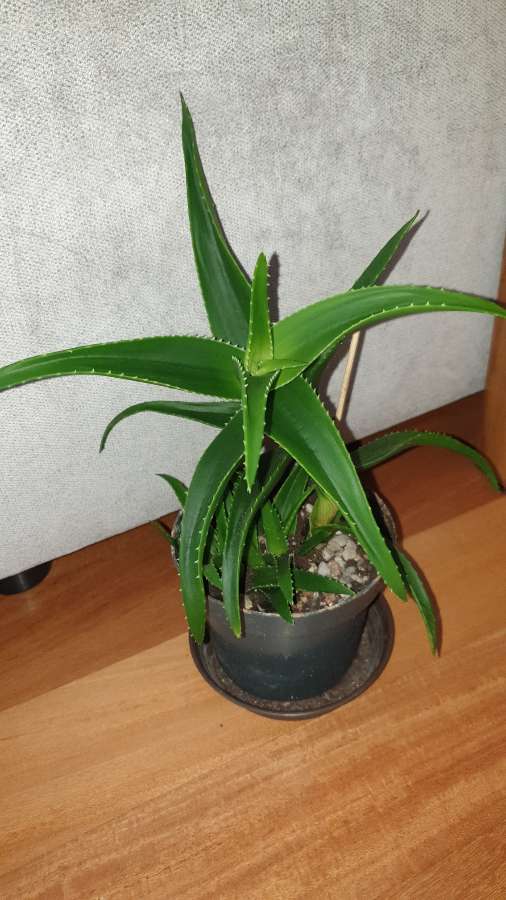 Aloes zielony 30cm 4