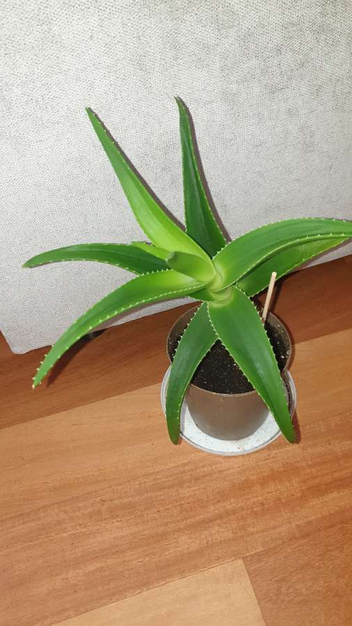 Aloes zielony, wysokość 31cm 4