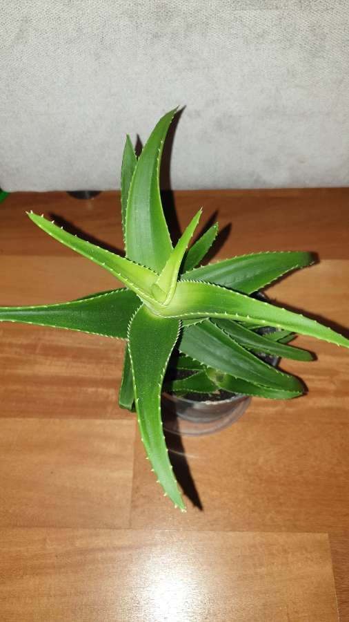 Aloes zielony 30cm 4