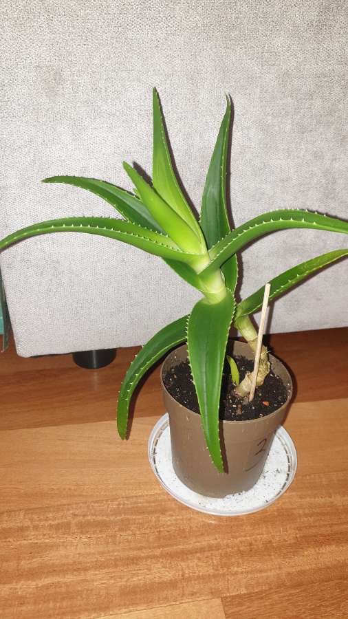 Aloes zielony, wysokość 31cm 2