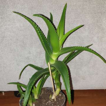 Aloes zielony 30cm