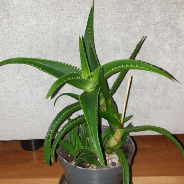 Aloes zielony 30cm