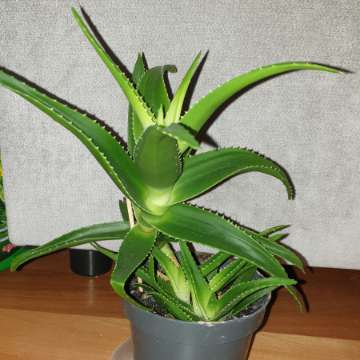 Aloes zielony 30cm