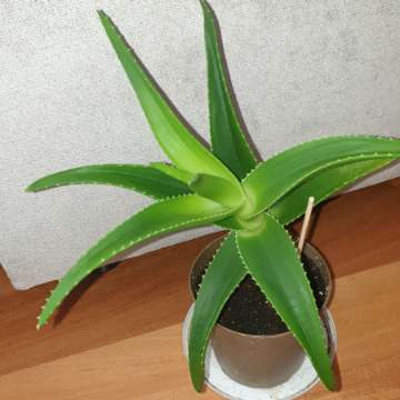 Aloes zielony, wysokość 31cm