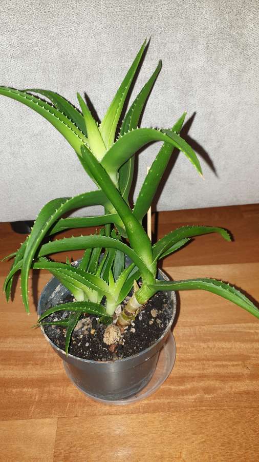 Aloes zielony 30cm 3
