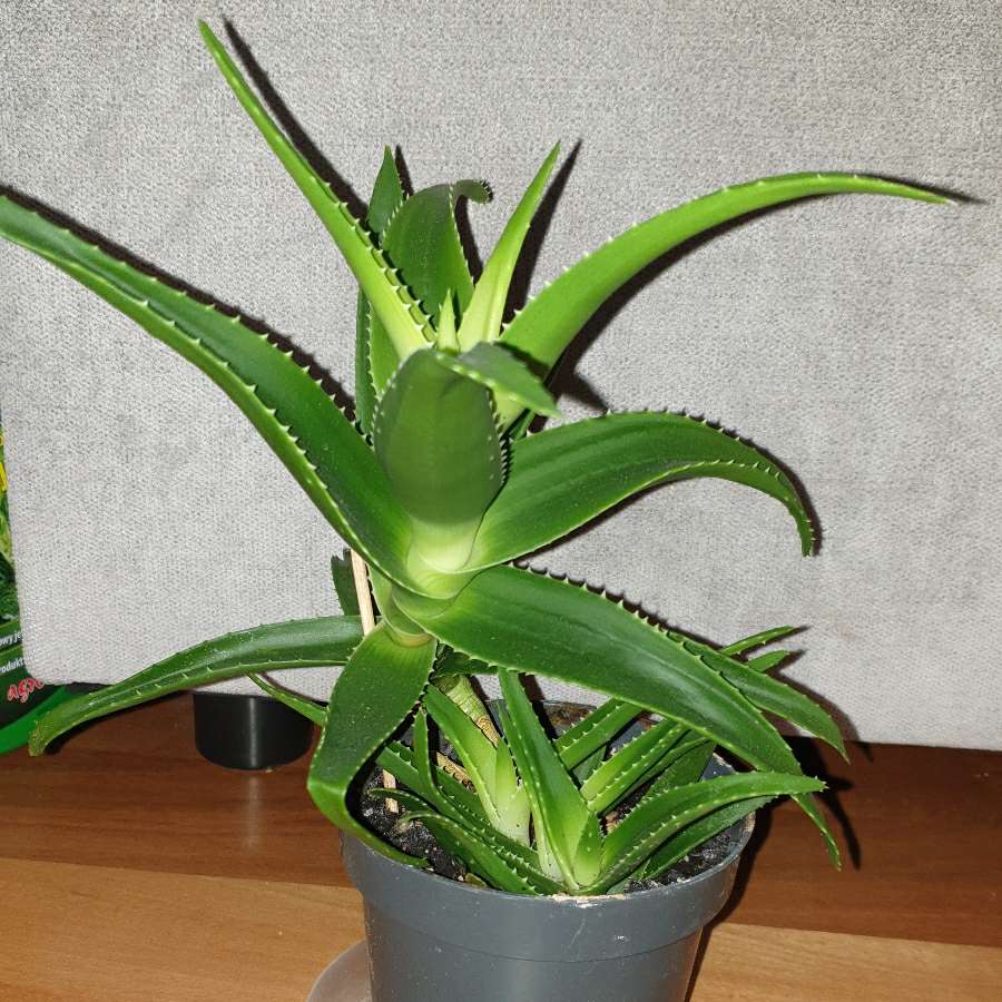 Aloes zielony 30cm