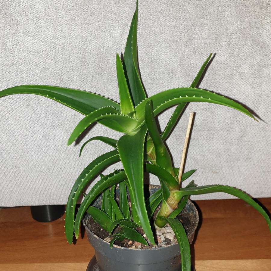 Aloes zielony 30cm