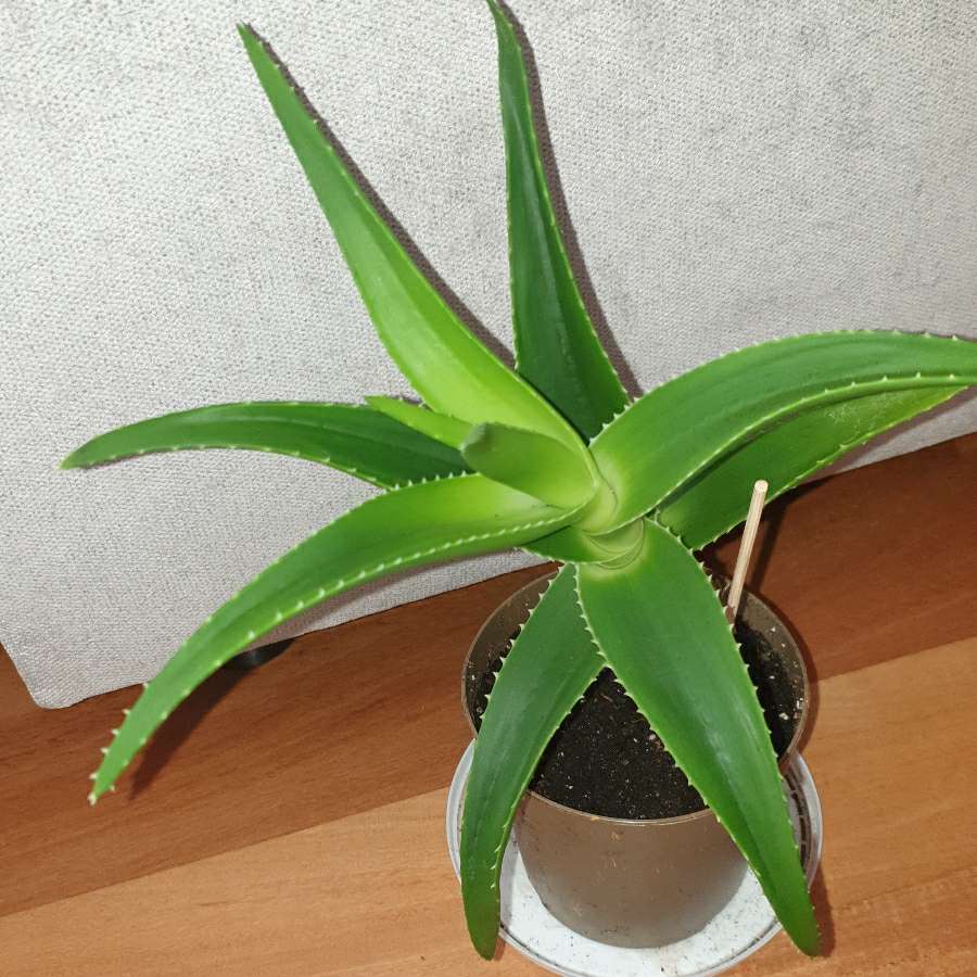Aloes zielony, wysokość 31cm