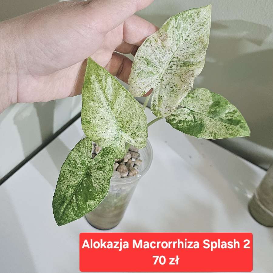 Alokazja Macrorrhiza Splash