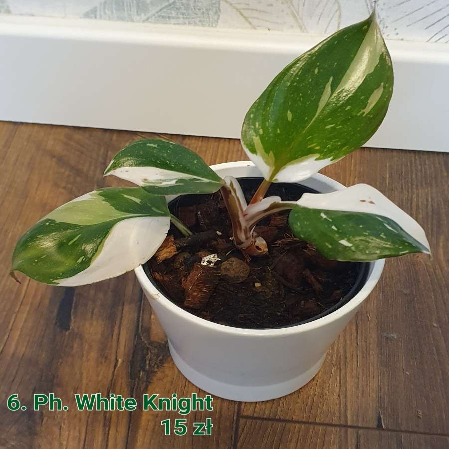 Philodendron White Knight